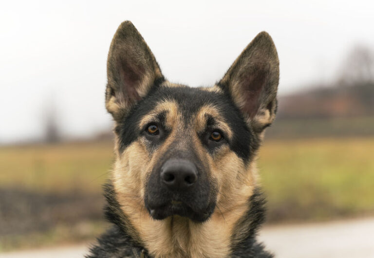 The Best Dog Breeds That Are Commonly Used for Protection Dog Trainer