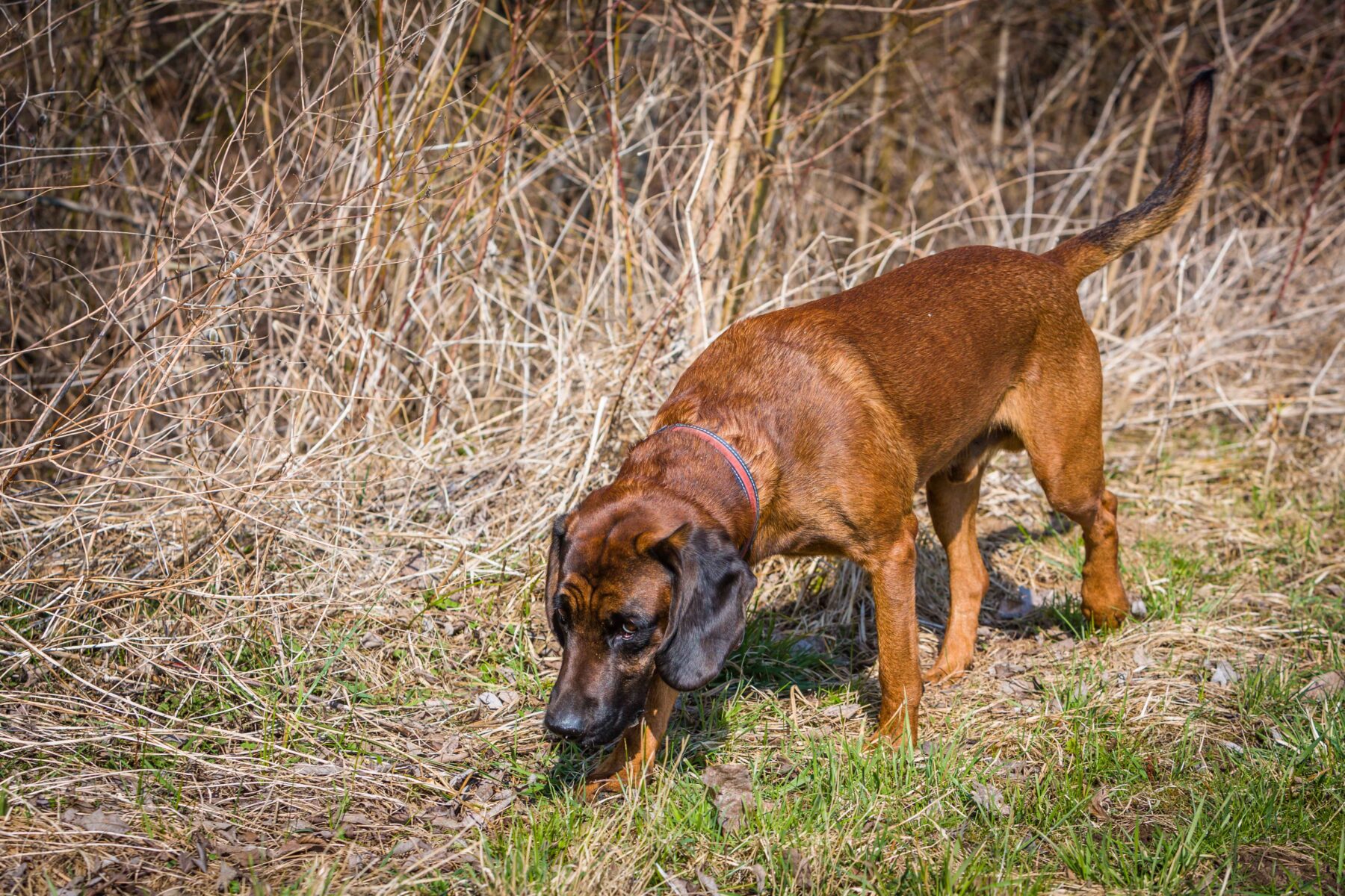 What Dogs Learn in Cadaver Detection Courses | Dog Trainer College