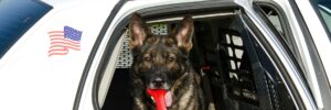 online police dog trainer course