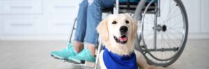 A service dog laying in front of a person in a wheelchair