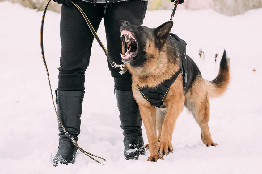 Training Of Purebred German Shepherd Adult Dog Or Alsatian Wolf Dog. Attack And Defence.